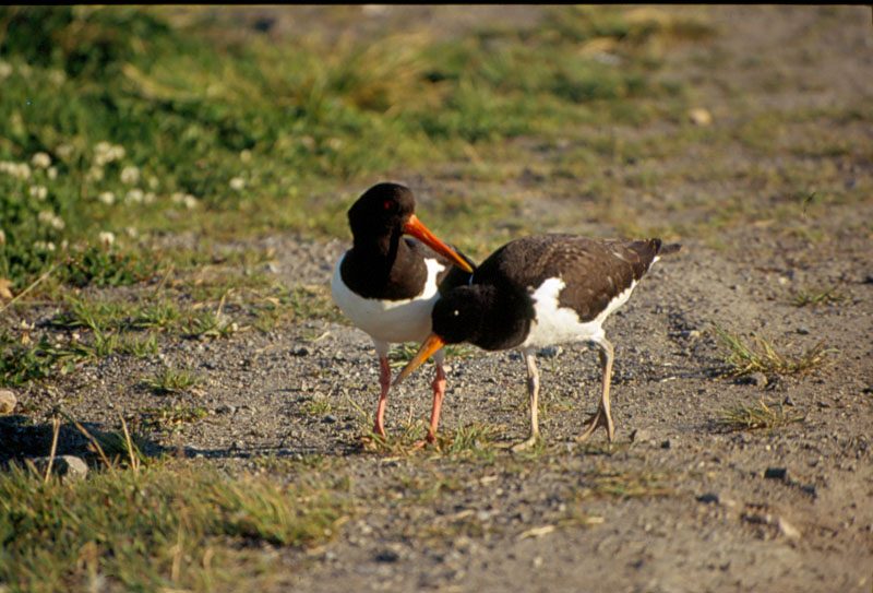 Uccelli dalla Norvegia